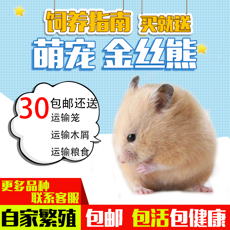 包邮包活巨型小仓鼠活体幼崽金丝熊活物宠物熊仔用品一对8折雪球在类目 宠物/宠物食品及用品, 仓鼠类及其它小宠, 仓鼠中 - 来自Buy2taobao.com提供专业的淘宝代购服务