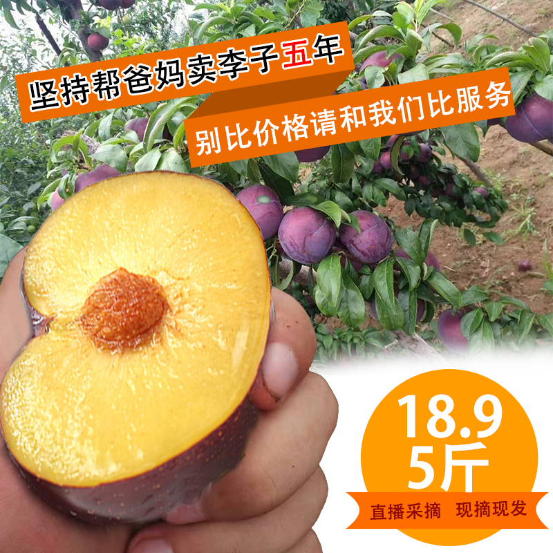 山东农家特产应季黑布林新鲜水果脱骨脆李子酸甜恐龙蛋五斤包邮在类目 水产肉类/新鲜蔬果/熟食, 新鲜水果, 李子中 - 来自Buy2taobao.com提供专业的淘宝代购服务