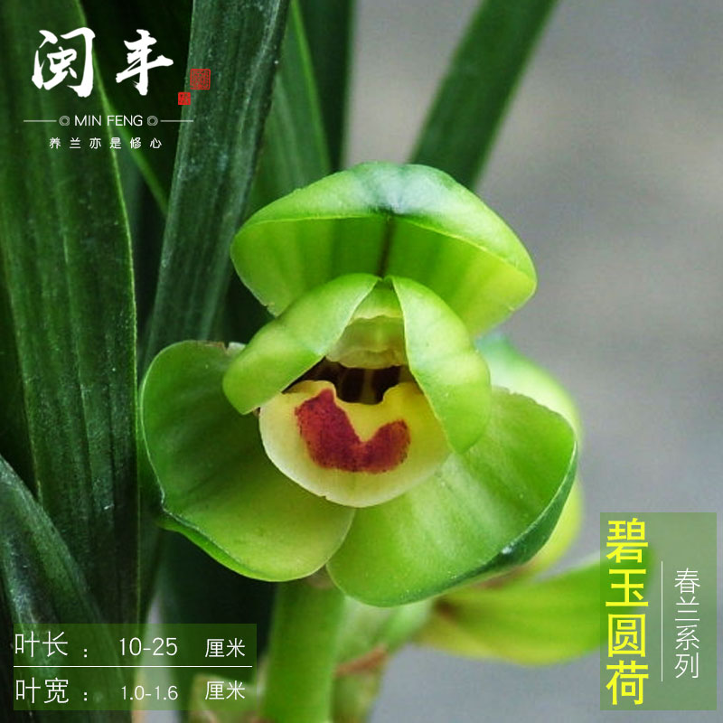 兰花苗春兰碧玉圆荷浓香型不带花苞正格荷瓣名贵室内盆栽花卉好养|ruв категории доставка цветов/цветок моделирования/растения садоводства, цветок/растения в горшках (новый), цветок - от Buy2taobao.com для оказания профессиональной услуги покупки агента Taobao