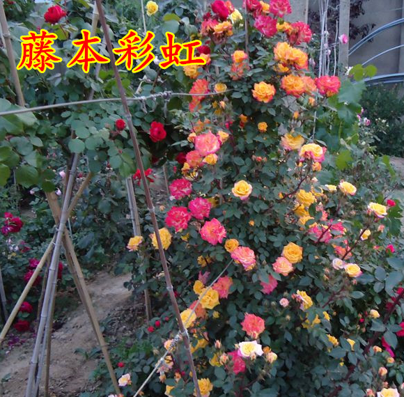 藤彩红变色龙彩虹藤本月季四季开花庭院花卉植物爬藤攀援包邮在类目 鲜花速递/花卉仿真/绿植园艺, 花园植物/行道树/果树, 观叶 /花灌木中 - 来自Buy2taobao.com提供专业的淘宝代购服务