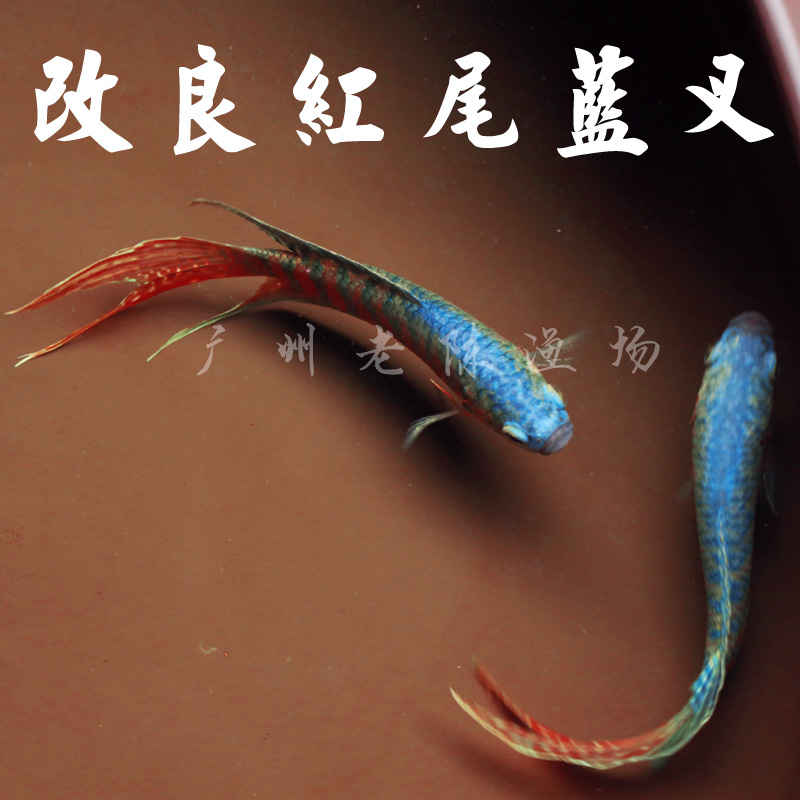 改良蓝叉 中国斗鱼活鱼 中华国斗鱼活体观赏鱼冷水鱼好养耐活鱼在类目 宠物/宠物食品及用品, 水族世界, 鱼中 - 来自Buy2taobao.com提供专业的淘宝代购服务
