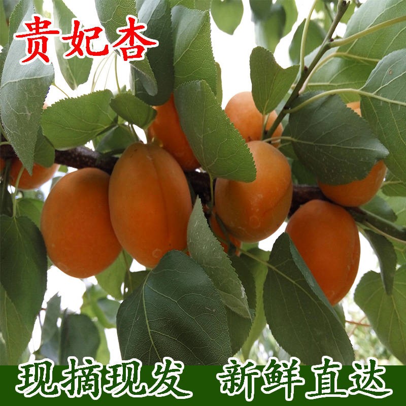 现摘现发新鲜水果杏子大黄杏孕妇水果5斤装酸甜可口应季水果|ruв категории водной мясо/свежие фрукты и овощи/еда, свежие фрукты, другие - от Buy2taobao.com для оказания профессиональной услуги покупки агента Taobao