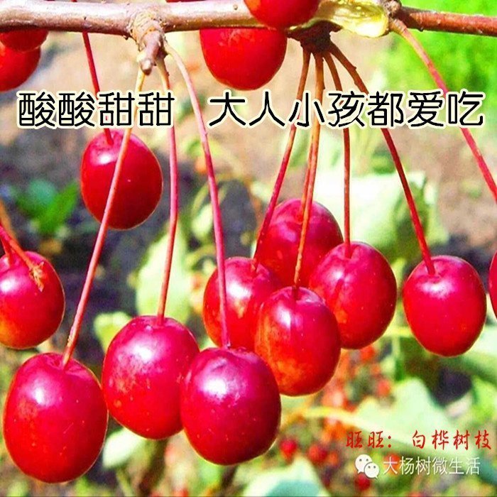 孕妇必吃新摘大兴安岭野生山丁子果干250g 红果生的i酸甜2件包邮在类目 水产肉类/新鲜蔬果/熟食, 新鲜水果, 其它中 - 来自Buy2taobao.com提供专业的淘宝代购服务