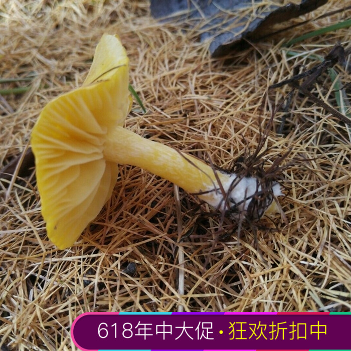 东北小黄蘑 阿尔山特产500g 纯野生 炖小鸡蘑菇在类目 粮油米面/南北干货/调味品, 南北干货/肉类干货, 干货/土特产, 香菇类中 - 来自Buy2taobao.com提供专业的淘宝代购服务