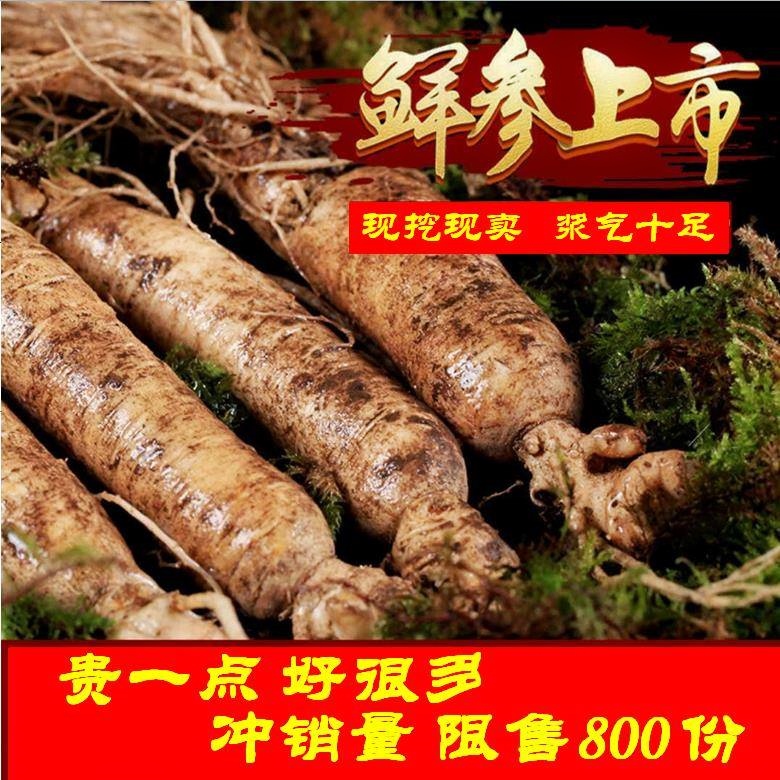 长白山新鲜人参100g多枝装现挖现卖吉林人参野山参林下参煲汤泡酒在类目 传统滋补营养品, 参类滋补品, 人参/园参中 - 来自Buy2taobao.com提供专业的淘宝代购服务