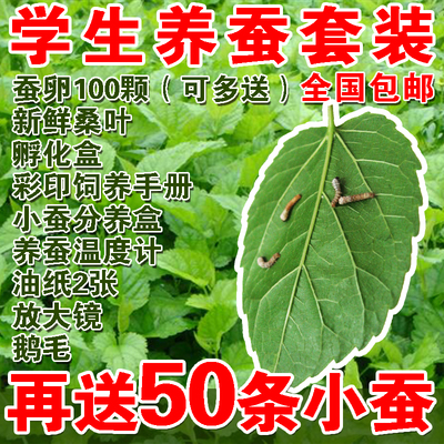 蚕宝宝套装包邮高孵化率蚕种 活蚕卵送新鲜桑叶养蚕