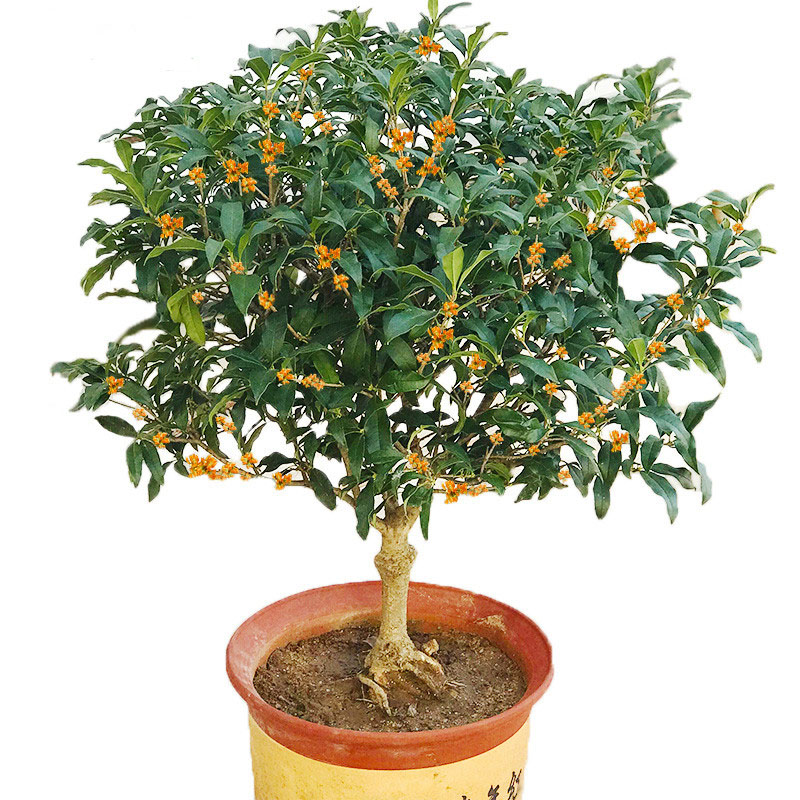 嫁接桂花树苗桂花苗庭院绿植盆栽花卉四季桂丹桂金桂当年开花在类目 鲜花速递/花卉仿真/绿植园艺, 花园植物/行道树/果树, 观叶 /花灌木中 - 来自Buy2taobao.com提供专业的淘宝代购服务