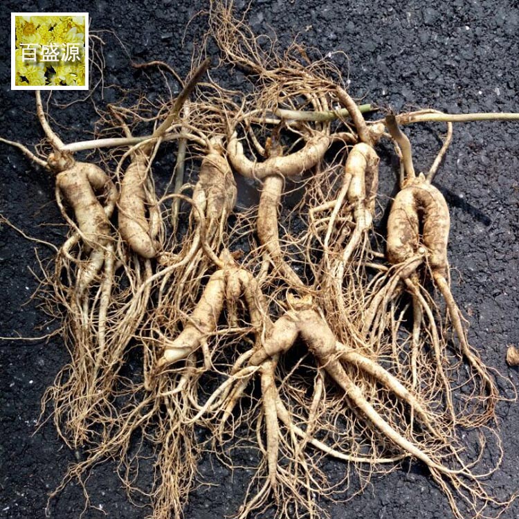 Northeast Jilin Changbai Mountain Wild ginseng ginseng Be unearthed ginseng Preservation Senate Paojiu Soup A Jinin the Traditional nourishing food , Ginseng tonic , Ginseng/Garden ginseng category - from Buy2taobao.com to provide professional Taobao agent buy service