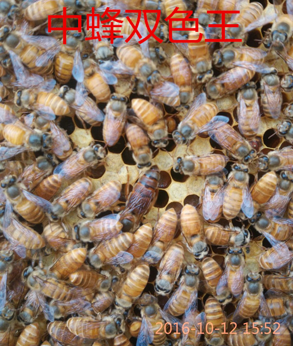 中蜂蜂王种王优质种良种高产蜜蜂蜂王活体产卵新蜂王双色杂交在类目 宠物/宠物食品及用品, 其它宠物, 其它宠物中 - 来自Buy2taobao.com提供专业的淘宝代购服务