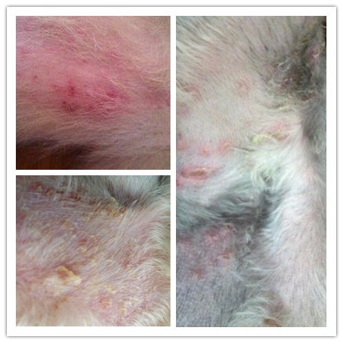 Dotes physician Pet Dog skin repair 75mg Single grainin the Pet/Pet food and supplies , Cat/Dog health care products category - from Buy2taobao.com to provide professional Taobao agent buy service