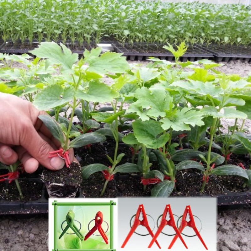 植物 蔬菜 番茄南瓜西瓜黄瓜甜瓜茄子平口 嫁接夹子圆口专用夹|msdalam kategori Jentera pertanian/alat-alat ladang/kepingan plastik, alat pertanian, alat pertanian lain - dari Buy2taobao.com untuk memberikan perkhidmatan ejen Taobao profesional membeli