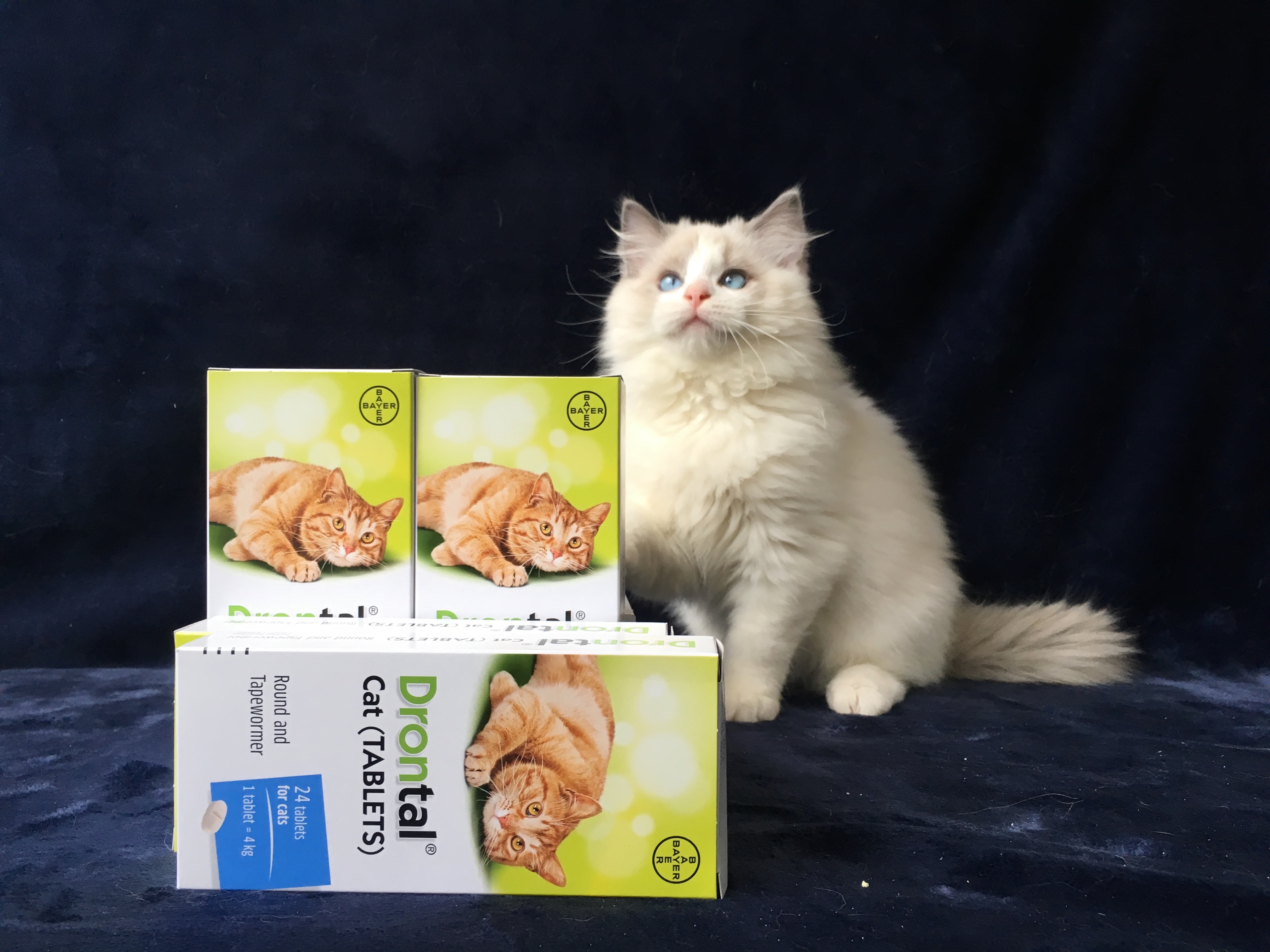 虫虫拜拜啦~~一粒在类目 宠物/宠物食品及用品, 猫/狗保健品中 - 来自Buy2taobao.com提供专业的淘宝代购服务