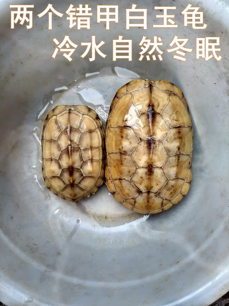 湖州菱湖龜族館錯甲白玉草龜冷水養自然冬眠實物拍攝在類目 寵物/寵物食品及用品, 水族世界, 龜/鱉中 - 來自Buy2taobao.com提供專業的淘寶代購服務