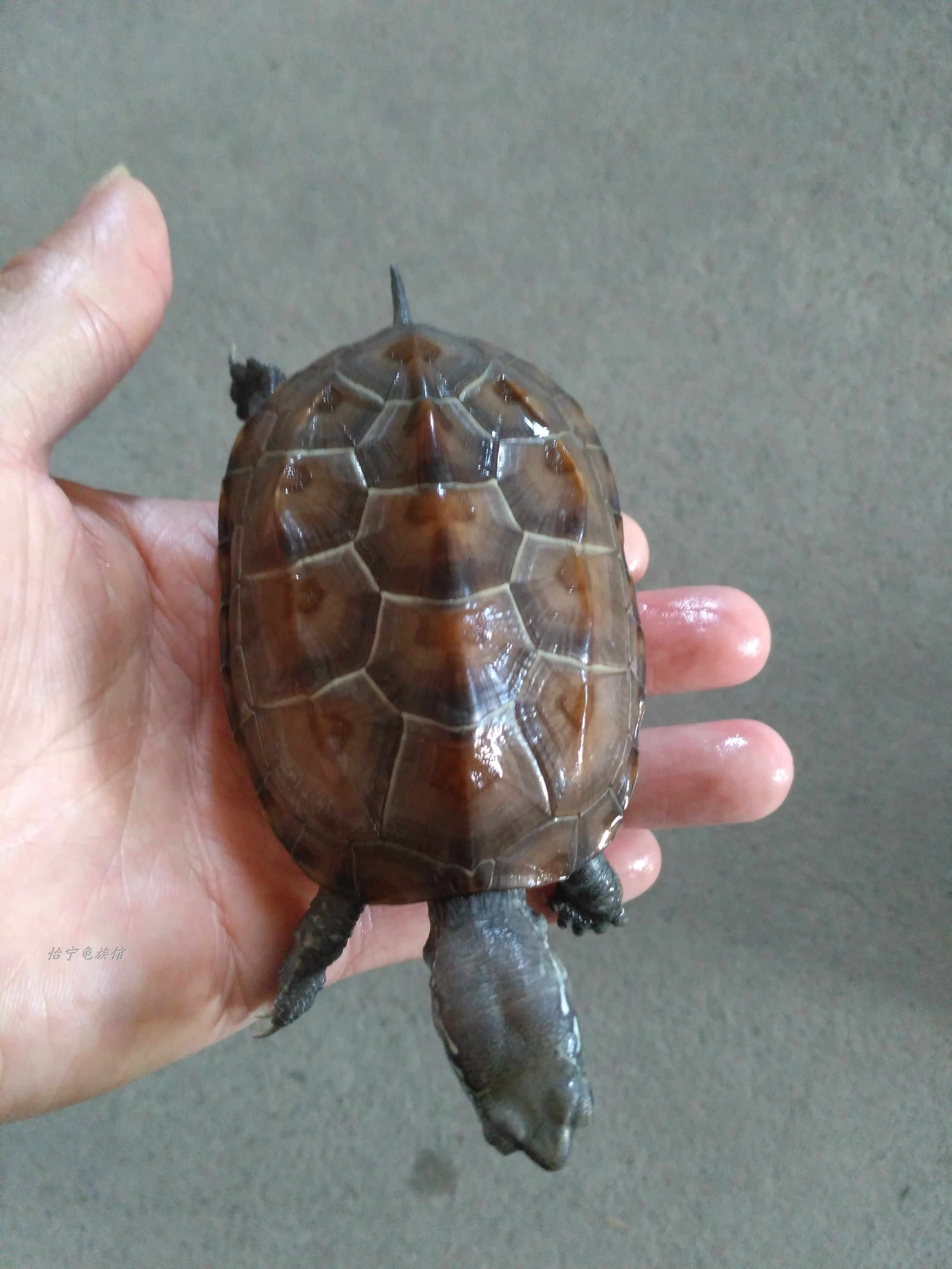 China Tortoise Red-eared Little Turtle living thing Outside the pond Longevity turtle Pet turtle Terrapins Mexican turtle Gold Line Lucky Turtlein the Pet/Pet food and supplies , Aqua World , Turtle/Turtle category - from Buy2taobao.com to provide professional Taobao agent buy service