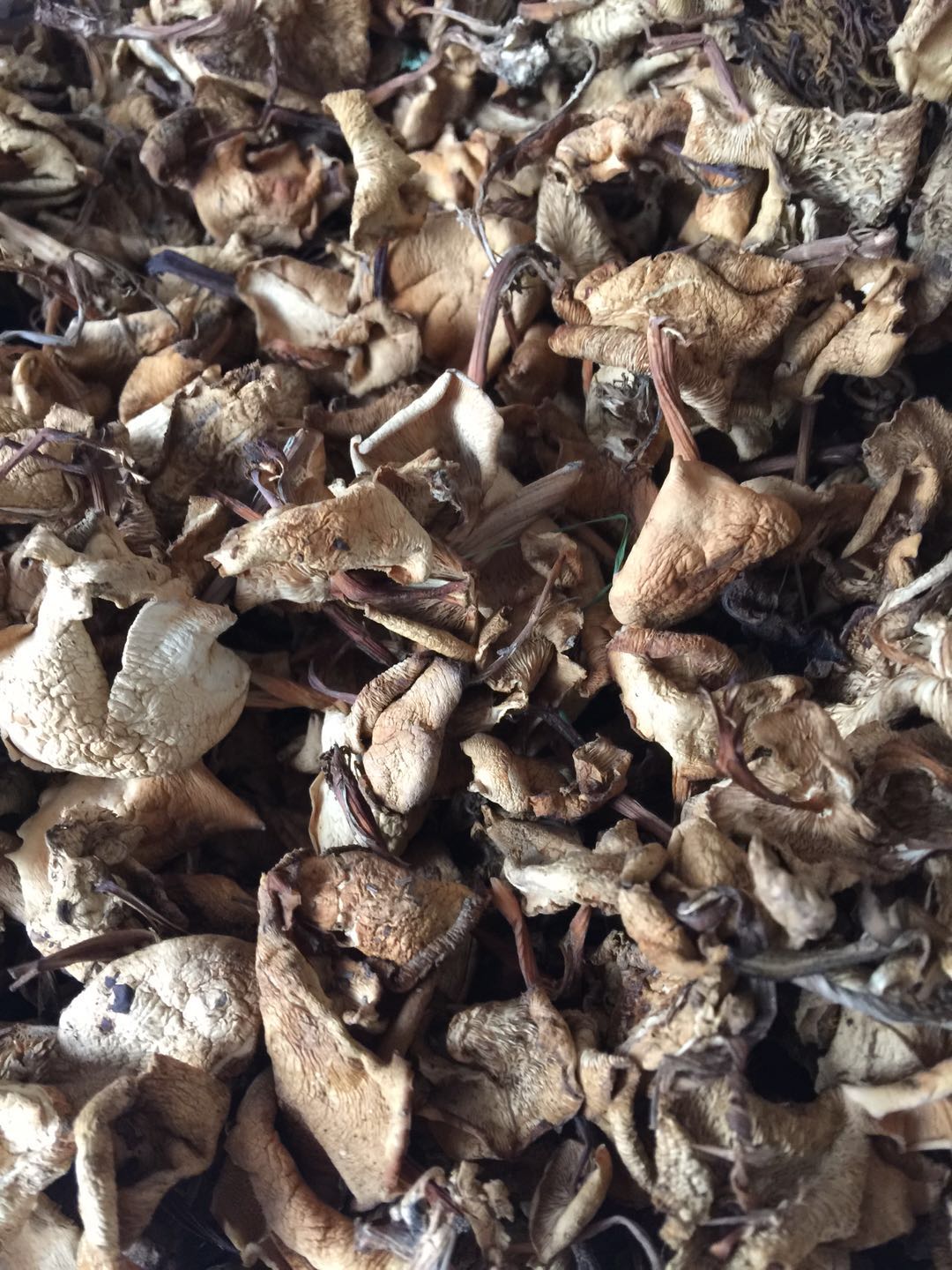 承德特産圍場壩上野生菌食用菌特價處理 碎蘑菇250克可做餡鹵在類目 糧油米麪/南北乾貨/調味品, 南北乾貨/肉類乾貨, 乾貨/土特產, 香菇類中 - 來自Buy2taobao.com提供專業的淘寶代購服務