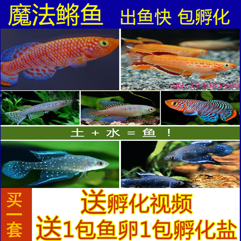 Magic Fish Space Small fish suit Hatch Small fish love Small fish Tropical fish water+soil=Fish vibratoin the Pet/Pet food and supplies , Aqua World , Fish category - from Buy2taobao.com to provide professional Taobao agent buy service