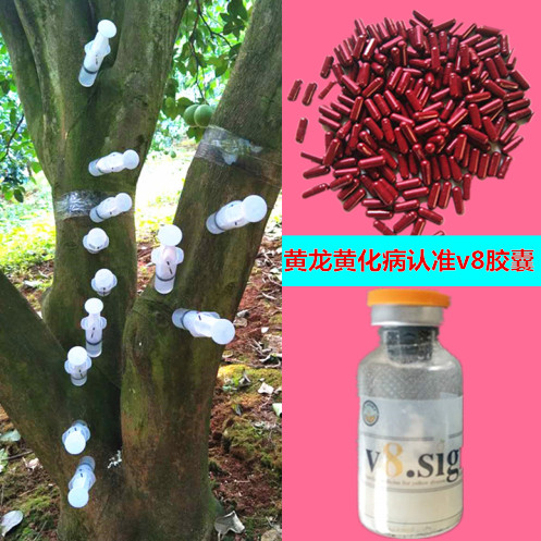 Navel Yellow Dragon disease capsule Fruit tree Yellow v8 capsule Citrus Grapefruit Sugar orange Of the disease quality goods v8 capsulein the Flower delivery/Flowers simulation/Plants gardening , Gardening supplies , Gardening Fertilizer/Nutrient/Nutrient solution category - from Buy2taobao.com to provide professional Taobao agent buy service