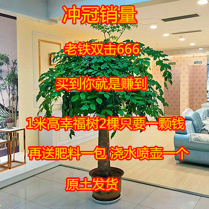 Safety Sapling Happy Tree Potted plant large Plants flowers Sapling indoor a living room Office Botany Four seasons Evergreenin the Flower delivery/Flowers simulation/Plants gardening , Flowers/Potted plants (New) , Plants category - from Buy2taobao.com to provide professional Taobao agent buy service