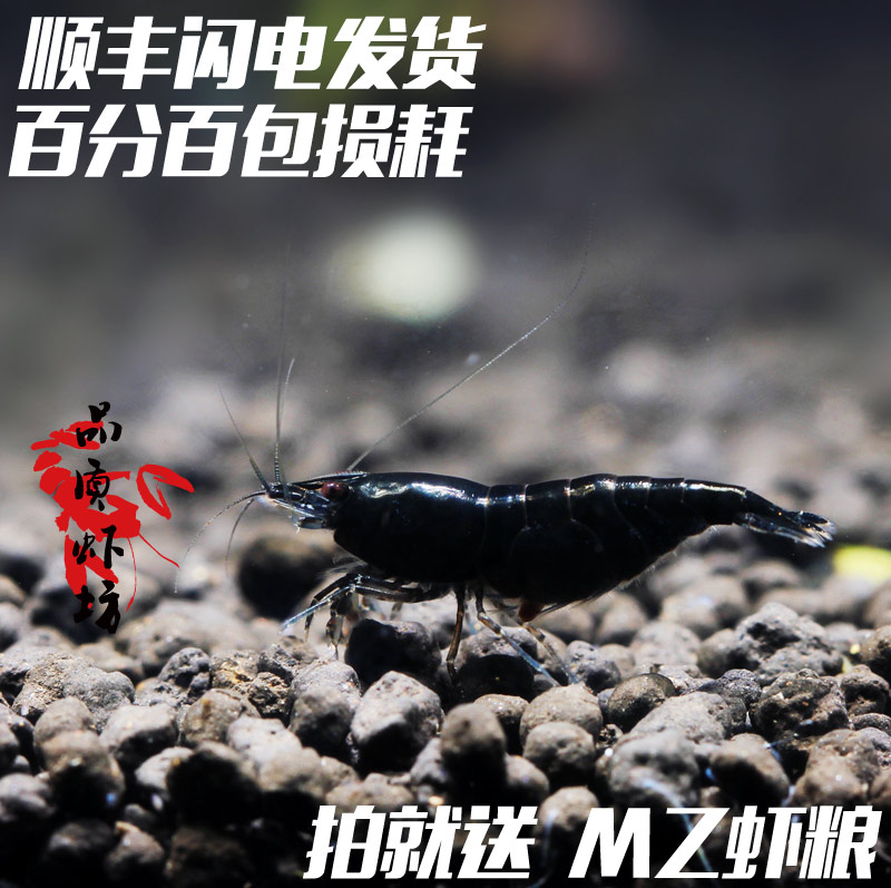quality Black Edition Caridina Dark chocolate living thing Pets Ornamental shrimp The reported lossin the Pet/Pet food and supplies , Aqua World , Shrimp category - from Buy2taobao.com to provide professional Taobao agent buy service