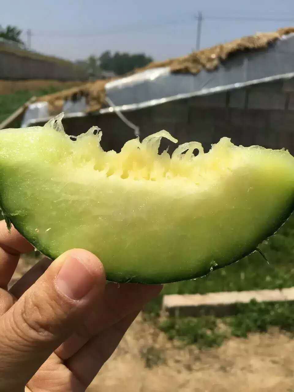 Shandong Yantai Haiyang specialty Netted melons muskmelon Cantaloupe fresh fruit Promotion 5 pounds aboutin the Aquatic meat/Fresh fruits and vegetables/Cooked , Fresh fruit , Cantaloupe category - from Buy2taobao.com to provide professional Taobao agent buy service