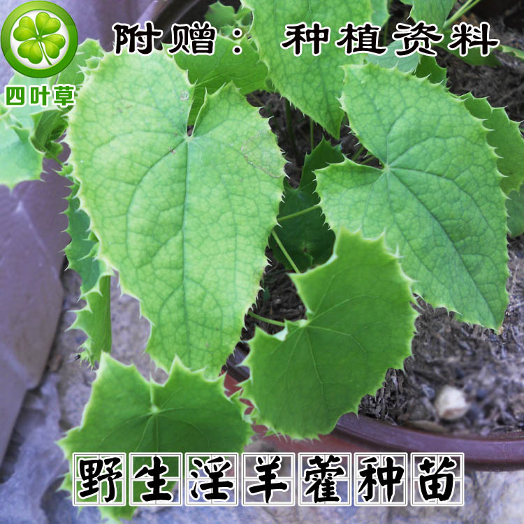 秦岭野生淫羊藿种子中药材仙灵脾种子淫羊藿种苗包邮eHttSwoR2Y|ruв категории доставка цветов/цветок моделирования/растения садоводства, цветок/растения в горшках (новый), растения - от Buy2taobao.com для оказания профессиональной услуги покупки агента Taobao