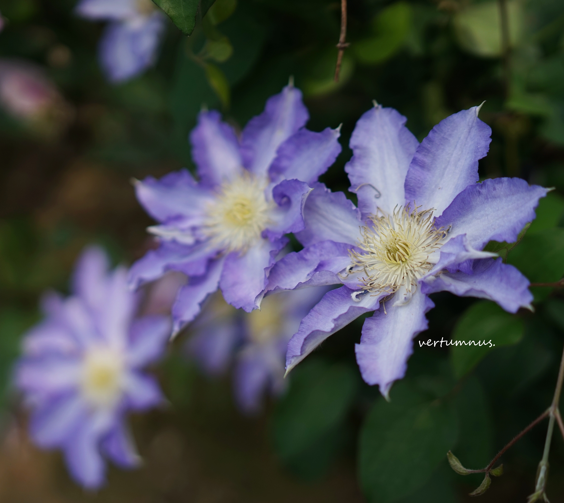 鐵線蓮【斯麗】早花大花組在類目 鮮花速遞/花卉仿真/綠植園藝, 花卉/綠植盆栽(新), 花卉中 - 來自Buy2taobao.com提供專業的淘寶代購服務