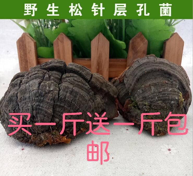 东北大兴安岭 野生灵芝 松针层孔菌松针桑黄500g买一斤送一斤包邮|ruв категории традиционные питательный пища, ганодерма, подрезка ганодерма - от Buy2taobao.com для оказания профессиональной услуги покупки агента Taobao