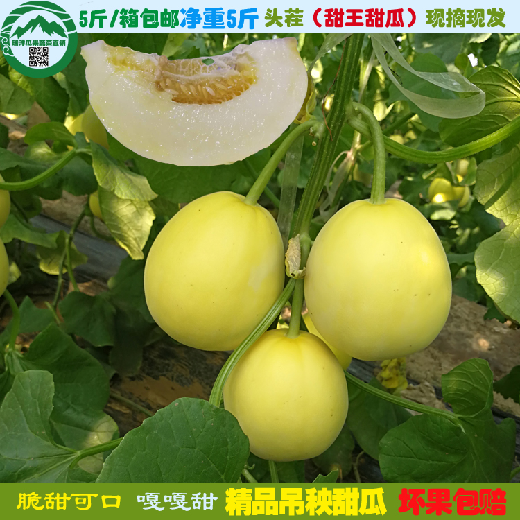 山东特产新鲜黄皮甜瓜羊角蜜农家小香瓜包邮当季水果博洋非阎良瓜|msdalam kategori daging perikanan/Buah-buahan segar dan sayur-sayuran/dimasak, buah-buahan segar, lain - dari Buy2taobao.com untuk memberikan perkhidmatan ejen Taobao profesional membeli