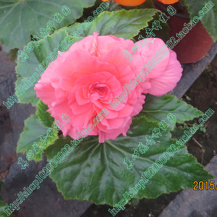 Sincerely Flower Pot Big flower Bulbous Begonia Kim Jong Il spouse Begonia Seed ball/Random Colorin the Flower delivery/Flowers simulation/Plants gardening , Flowers/Fruits and vegetables/Lawn seed (New) , Bulbs category - from Buy2taobao.com to provide professional Taobao agent buy service