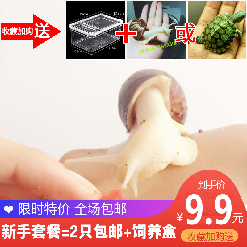 蝸牛活體寵物白玉蝸牛寵物大蝸牛宿舍小蝸牛教學學生科學實驗套餐在類目 寵物/寵物食品及用品, 其它寵物, 其它寵物中 - 來自Buy2taobao.com提供專業的淘寶代購服務
