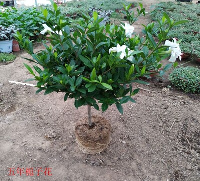 开花盆栽花卉植物 小叶栀子花盆栽 桌面盆景小盆栽植物花草