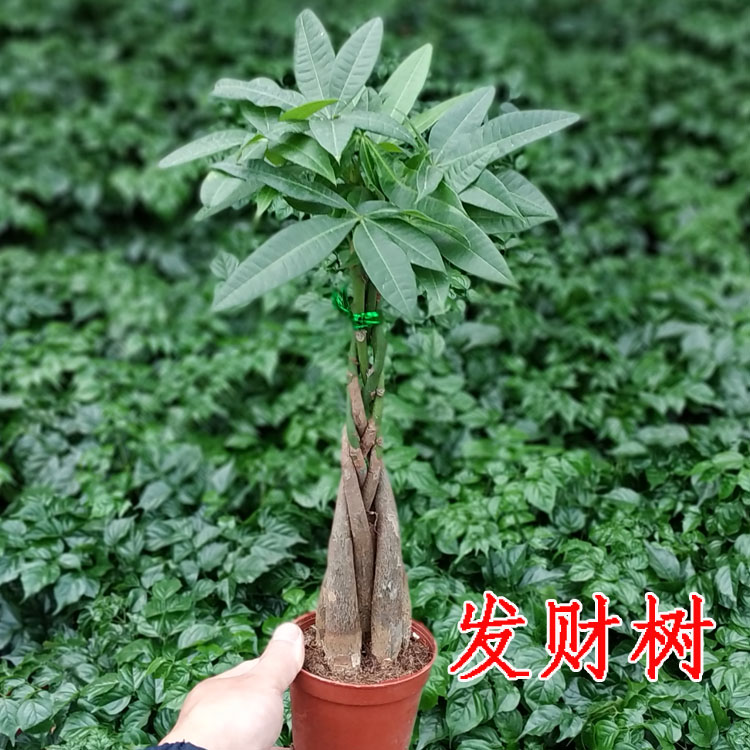 indoor flowers and plants bonsai Botany Debate child Pachira Potted plant Living room flowers Foliage Green plant Flowersin the Flower delivery/Flowers simulation/Plants gardening , Flowers/Potted plants (New) , Plants category - from Buy2taobao.com to provide professional Taobao agent buy service