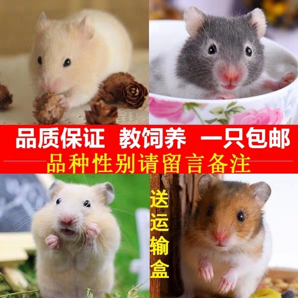 云南昆明金丝熊活物一套情侣眼圈奶牛虎纹熊仓鼠活体家养仓鼠宝宝|msdalam kategori haiwan peliharaan/makanan haiwan dan bekalan, hamsters kelas haiwan peliharaan dan lain-lain kecil, Hamsters - dari Buy2taobao.com untuk memberikan perkhidmatan ejen Taobao profesional membeli