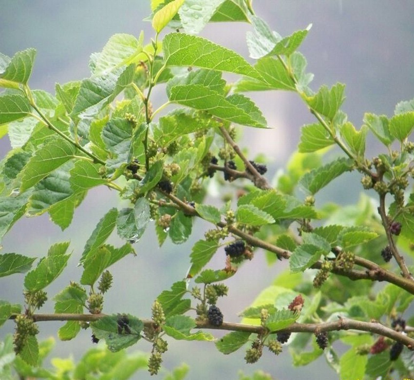 wild Mulberry Mulberry Mulberry Chuncan Mulberryin the Pet/Pet food and supplies , Reptile/Insects and supplies Ming , Silkworm category - from Buy2taobao.com to provide professional Taobao agent buy service