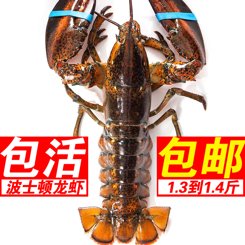 每只1.3到1.4斤 鲜活波士顿龙虾加拿大大龙虾活的 波龙 澳洲鳌虾在类目 水产肉类/新鲜蔬果/熟食, 海鲜/水产品/制品, 虾类, 活虾中 - 来自Buy2taobao.com提供专业的淘宝代购服务
