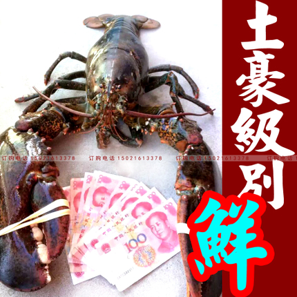 大波龙虾速冻冰鲜活澳龙大龙虾澳洲 龙虾一只1斤左右10只起售在类目 水产肉类/新鲜蔬果/熟食, 海鲜/水产品/制品, 虾类, 活虾中 - 来自Buy2taobao.com提供专业的淘宝代购服务