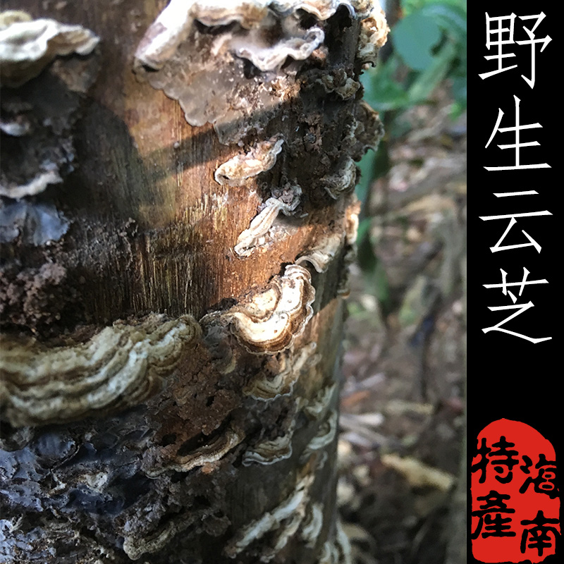 海南纯野生灵芝整枝灵芝黄云芝500g切片天然特级正品一斤装灵芝水在类目 传统滋补营养品, 灵芝, 整枝灵芝中 - 来自Buy2taobao.com提供专业的淘宝代购服务