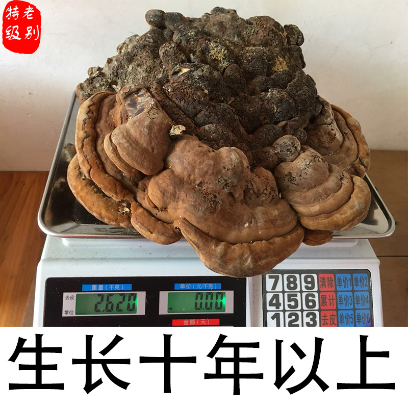 Hainan Jianfengling wild Fleckedflesh Polypore Level Fleckedflesh Polypore Mulberry Fleckedflesh Polypore A Jin 500g quality goodsin the Traditional nourishing food , Ganoderma , Pruning Ganoderma category - from Buy2taobao.com to provide professional Taobao agent buy service