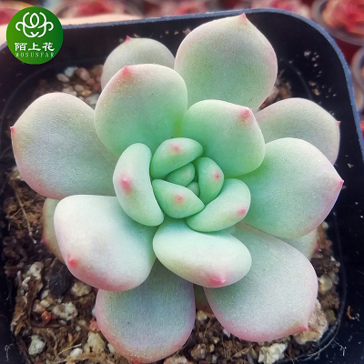 凌雪 林依晨 多肉植物 肉肉植物 萌肉肉组合盆栽 室内花卉 陌上花