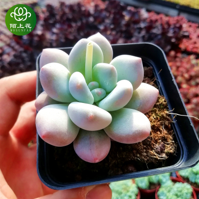 香水 多肉植物 肉肉植物 萌肉肉组合盆栽 室内花卉 陌上花