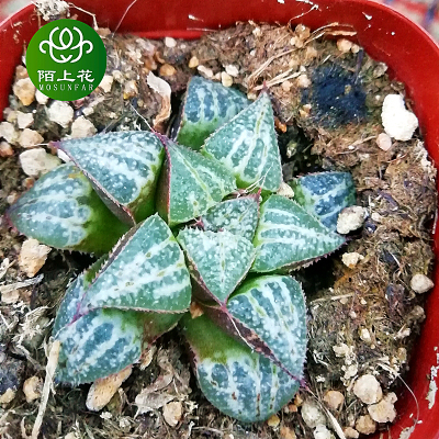 雪景色寿 多肉植物 肉肉植物 萌肉肉组合盆栽 陌上花