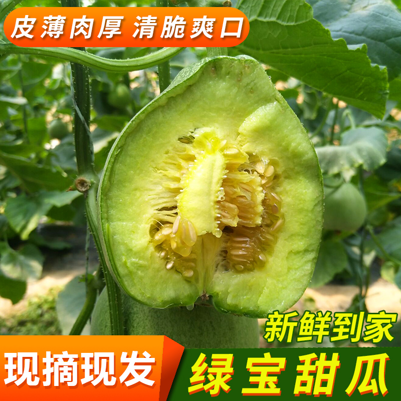 5斤装新鲜绿宝甜瓜现摘现发山东农家小甜瓜当季时令孕妇水果包邮在类目 水产肉类/新鲜蔬果/熟食, 新鲜水果, 其它中 - 来自Buy2taobao.com提供专业的淘宝代购服务