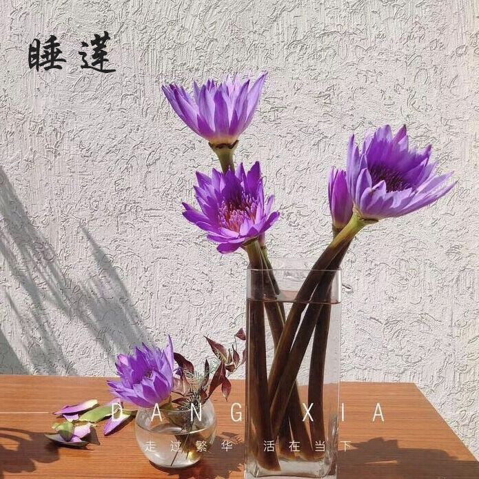 睡莲鲜切花10支家庭水养浓香净化空气办公室散花无锡同城花卉配送|msdalam kategori penghantaran bunga/bunga simulasi/tumbuhan berkebun, penghantaran bunga (bandar) - dari Buy2taobao.com untuk memberikan perkhidmatan ejen Taobao profesional membeli