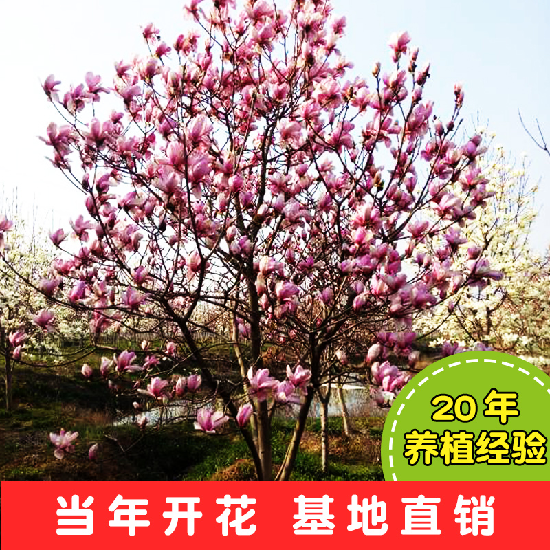 庭院花卉植物盆栽地栽紫黄白红玉兰树苗四季种植花苗绿化玉兰花苗|msdalam kategori penghantaran bunga/bunga simulasi/tumbuhan berkebun, 花园植物/行道树/果树, 行道树/乔木 - dari Buy2taobao.com untuk memberikan perkhidmatan ejen Taobao profesional membeli
