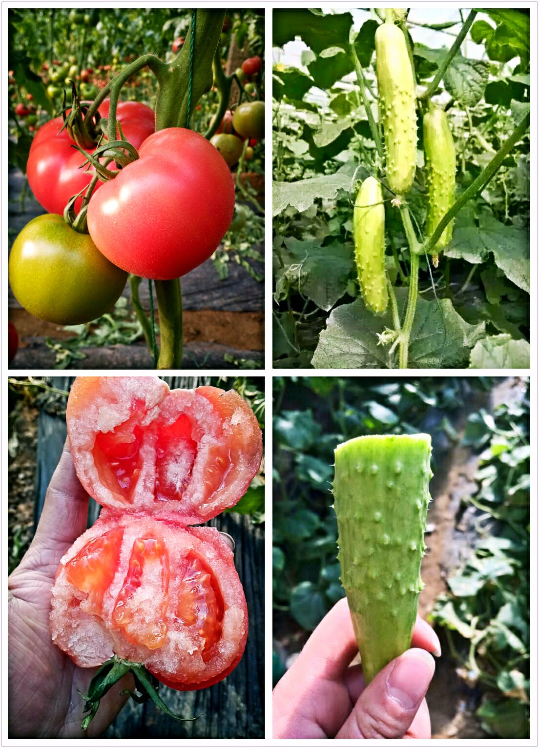 Haiyang Organic White jade cucumber Provence fresh Tomatoes Mix and match LCL Halfin the Aquatic meat/Fresh fruits and vegetables/Cooked , Fresh vegetables/Vegetable products , Fresh vegetables , Other category - from Buy2taobao.com to provide professional Taobao agent buy service