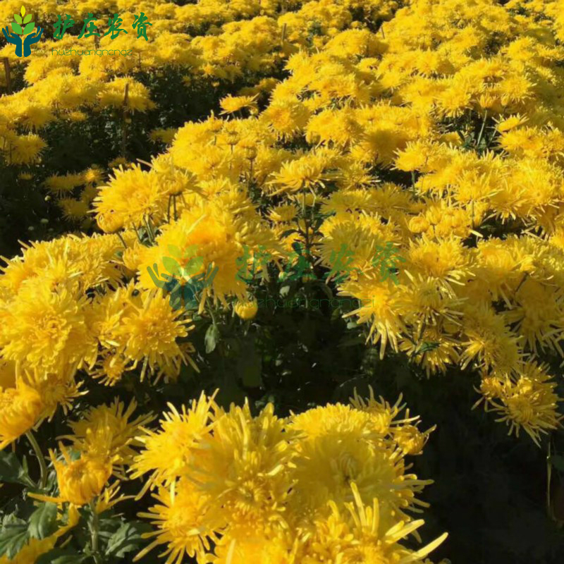 菊花苗在类目 鲜花速递/花卉仿真/绿植园艺, 花卉/绿植盆栽(新), 花卉中 - 来自Buy2taobao.com提供专业的淘宝代购服务