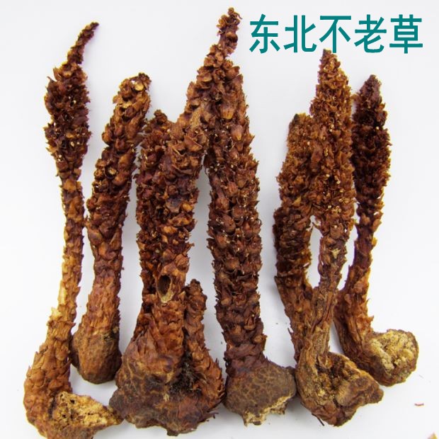 长白山野生不老草泡酒料草苁蓉煲汤回春草列当|ruв категории традиционные питательный пища, другие традиционные тоник, Bulao Херб - от Buy2taobao.com для оказания профессиональной услуги покупки агента Taobao