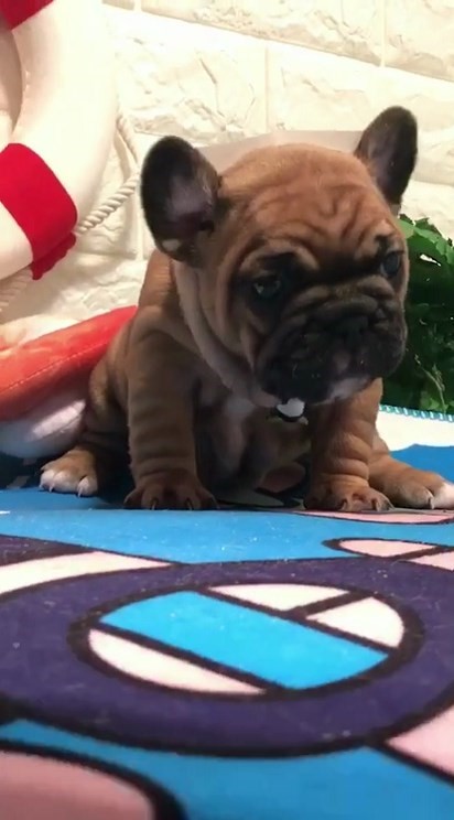 France bucket Puppies Larvae teacup Golden Retriever dog Pet dog video Select Air transport small-scale Pet dogin the Electronic Dictionary/Electronic paper book/Stationery , Printing Products , Special courier bags category - from Buy2taobao.com to provide professional Taobao agent buy service