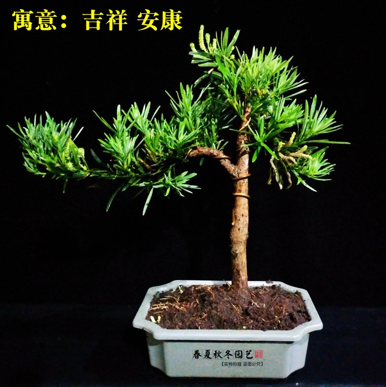 实拍小叶雀舌罗汉松盆景树桩罗汉松盆栽办公室桌面盆景带盆发货在类目 鲜花速递/花卉仿真/绿植园艺, 花卉/绿植盆栽(新), 绿植中 - 来自Buy2taobao.com提供专业的淘宝代购服务