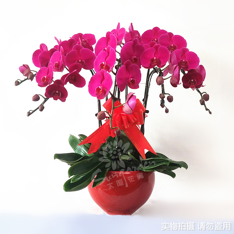 蝴蝶兰花卉盆栽鲜花速递 北京 生日开业乔迁送礼探望包邮四环内在类目 鲜花速递/花卉仿真/绿植园艺, 鲜花速递(同城)中 - 来自Buy2taobao.com提供专业的淘宝代购服务